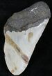 Partial Megalodon Tooth - North Carolina #21698-1